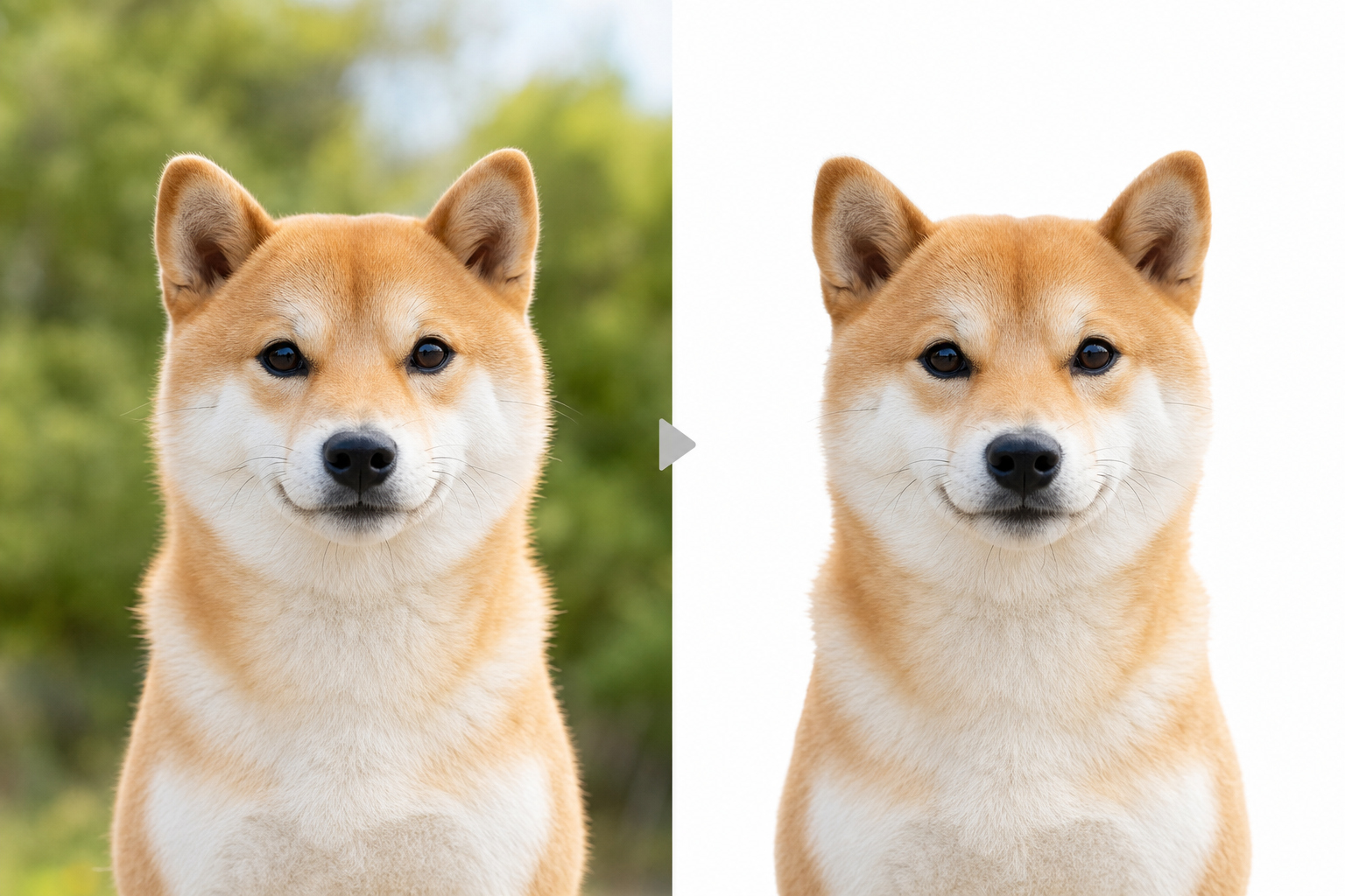 柴犬の写真から背景を取り除いた加工例